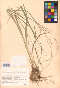 Molinia caerulea (L.) Moench, Eastern Europe, Moscow region (E4a) (Russia)