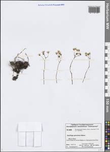 Saxifraga bronchialis subsp. bronchialis, Siberia, Central Siberia (S3) (Russia)