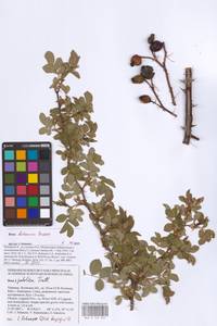 Rosa balsamica Besser, Eastern Europe, North Ukrainian region (E11) (Ukraine)