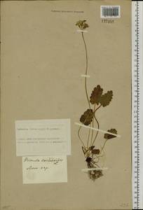 Primula cortusoides L., Siberia, Altai & Sayany Mountains (S2) (Russia)