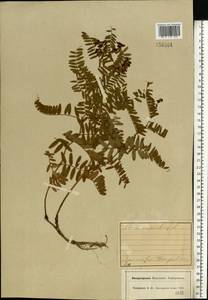 Vicia cassubica L., Eastern Europe, Central forest region (E5) (Russia)