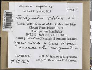 Didymodon validus Limpr., Bryophytes, Bryophytes - Western Siberia (including Altai) (B15) (Russia)