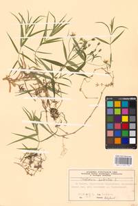 Rabelera holostea (L.) M. T. Sharples & E. A. Tripp, Eastern Europe, Moscow region (E4a) (Russia)