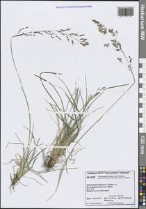 Deschampsia cespitosa subsp. cespitosa, Siberia, Central Siberia (S3) (Russia)