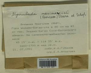 Myuroclada maximowiczii (G.G. Borshch.) Steere & W.B. Schofield, Bryophytes, Bryophytes - Asia (outside ex-Soviet states) (BAs) (Mongolia)