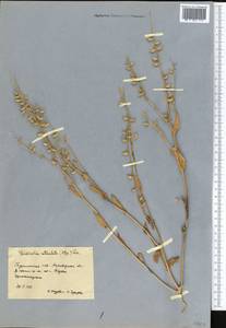 Goldbachia laevigata (M. Bieb.) DC., Middle Asia, Karakum (M6) (Turkmenistan)