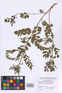 Glycyrrhiza glabra L., Eastern Europe, Lower Volga region (E9) (Russia)