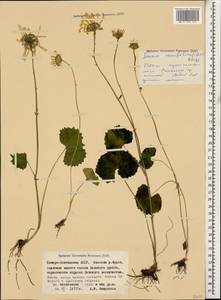 Dolichorrhiza renifolia (C. A. Mey.) Galushko, Caucasus, North Ossetia, Ingushetia & Chechnya (K1c) (Russia)