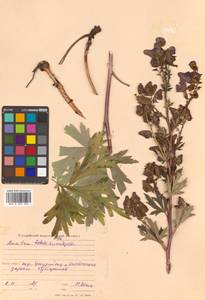 Aconitum kusnezoffii Rchb., Siberia, Russian Far East (S6) (Russia)