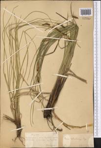 Carex songorica Kar. & Kir., Middle Asia, Muyunkumy, Balkhash & Betpak-Dala (M9) (Kazakhstan)