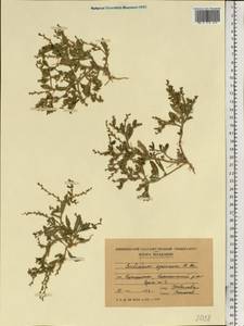 Euclidium syriacum (L.) W. T. Aiton, Eastern Europe, Moldova (E13a) (Moldova)