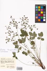 Potentilla thuringiaca Bernh. ex Link, Eastern Europe, Moscow region (E4a) (Russia)