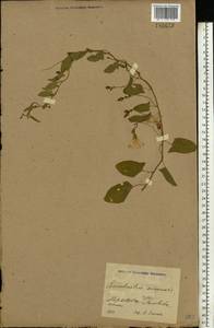 Convolvulus arvensis L., Eastern Europe, North Ukrainian region (E11) (Ukraine)