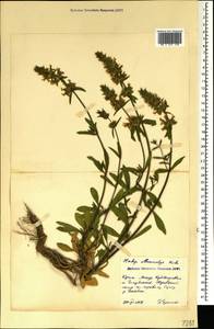 Stachys atherocalyx K.Koch, Crimea (KRYM) (Russia)