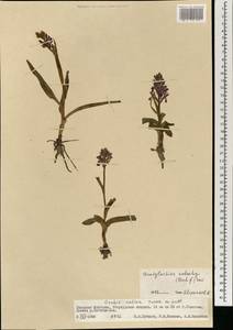 Dactylorhiza umbrosa (Kar. & Kir.) Nevski, Mongolia (MONG) (Mongolia)
