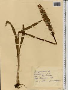 Gymnadenia conopsea (L.) R.Br., Eastern Europe, West Ukrainian region (E13) (Ukraine)