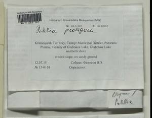 Pohlia proligera (Kindb. ex Breidl.) Lindb. ex Arnell, Bryophytes, Bryophytes - Krasnoyarsk Krai, Tyva & Khakassia (B17) (Russia)