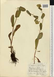 Bupleurum longifolium, Eastern Europe, Eastern region (E10) (Russia)