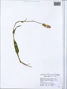 Bistorta officinalis subsp. officinalis, Siberia, Baikal & Transbaikal region (S4) (Russia)