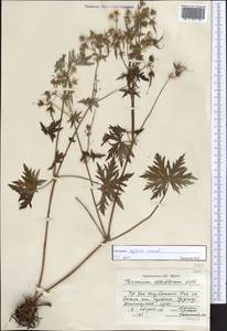 Geranium pratense L., Middle Asia, Dzungarian Alatau & Tarbagatai (M5) (Kazakhstan)