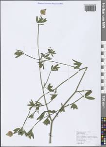 Trifolium apertum Bobrov, Caucasus, Black Sea Shore (from Novorossiysk to Adler) (K3) (Russia)