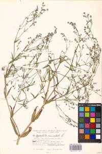 Gypsophila paniculata L., Eastern Europe, Moscow region (E4a) (Russia)