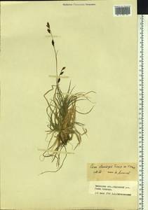 Carex stenocarpa Turcz. ex V.I.Krecz., Siberia, Baikal & Transbaikal region (S4) (Russia)
