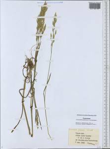 Bromus racemosus L., Middle Asia, Karakum (M6) (Turkmenistan)