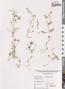 Ranunculus gmelinii DC., Siberia, Chukotka & Kamchatka (S7) (Russia)