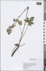 Delphinium, Middle Asia, Northern & Central Tian Shan (M4) (Kyrgyzstan)