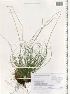 Carex loliacea L., Eastern Europe, Central region (E4) (Russia)