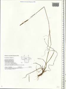 Cynosurus cristatus L., Eastern Europe, Central region (E4) (Russia)