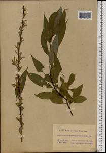 Salix × rubens Schrank, Eastern Europe, Moscow region (E4a) (Russia)