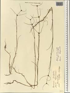 Spermacoce filifolia (Schumach. & Thonn.) J.-P.Lebrun & Stork, Africa (AFR) (Mali)