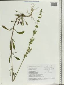 Silene borysthenica (Gruner) Walters, Eastern Europe, Central region (E4) (Russia)