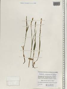 Bistorta vivipara (L.) Delarbre, Eastern Europe, Northern region (E1) (Russia)
