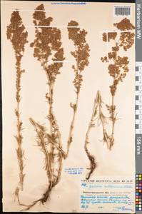 Galium verum subsp. verum, Eastern Europe, North Ukrainian region (E11) (Ukraine)