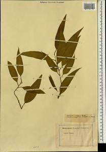Hakea salicifolia subsp. salicifolia, Africa (AFR) (Not classified)