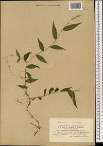 Oplismenus undulatifolius (Ard.) Roem. & Schult., Caucasus, Abkhazia (K4a) (Abkhazia)