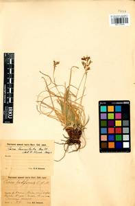 Carex lanceolata Boott, Siberia, Baikal & Transbaikal region (S4) (Russia)