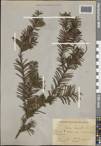 Taxus baccata L., Caucasus, Georgia (K4) (Georgia)