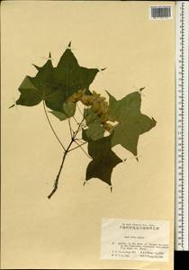 Acer pictum subsp. mono (Maxim.) H. Ohashi, South Asia, South Asia (Asia outside ex-Soviet states and Mongolia) (ASIA) (China)