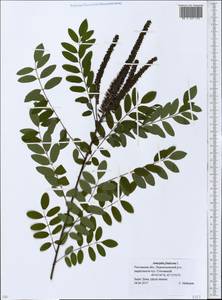 Amorpha fruticosa L., Eastern Europe, Rostov Oblast (E12a) (Russia)