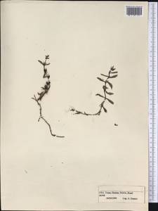 Magnoliopsida, America (AMER) (United States)