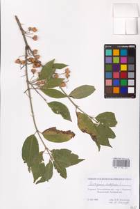 Euonymus europaeus L., Eastern Europe, South Ukrainian region (E12) (Ukraine)