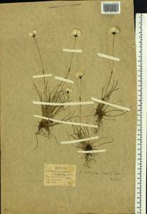 Eriophorum callitrix Cham. ex C.A.Mey., Siberia, Central Siberia (S3) (Russia)