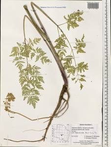 Conium maculatum L., Eastern Europe, North-Western region (E2) (Russia)