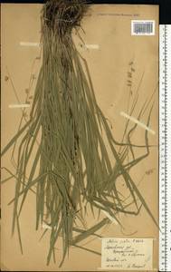 Melica picta K.Koch, Eastern Europe, Moscow region (E4a) (Russia)