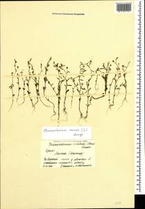 Chaenorhinum minus (L.) Lange, Crimea (KRYM) (Russia)