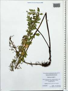 Thalictrum simplex L., Eastern Europe, Central forest region (E5) (Russia)